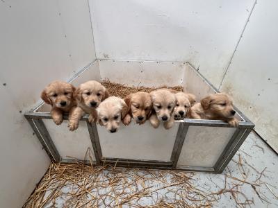 IKC registered-Stunning Golden Retriever Pups