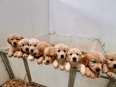 IKC registered-Stunning Golden Retriever Pups