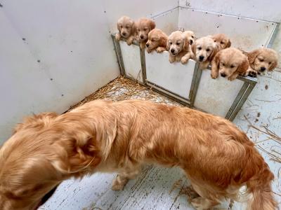 IKC registered-Stunning Golden Retriever Pups