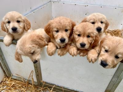 IKC registered-Stunning Golden Retriever Pups