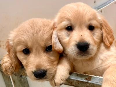 IKC Registered stunning Golden Retriever puppies in Longford