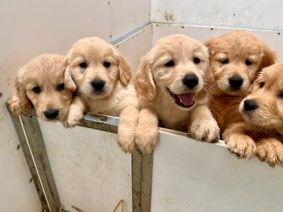 IKC registered-Stunning Golden Retriever Pups