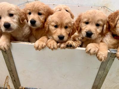 IKC registered-Stunning Golden Retriever Pups