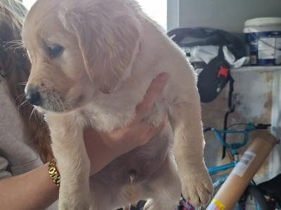 Beautiful & adorable Donegal Golden Retriever puppies