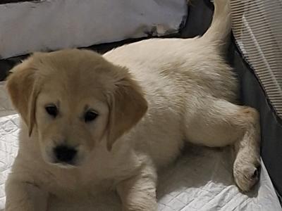 Beautiful & adorable Donegal Golden Retriever puppies