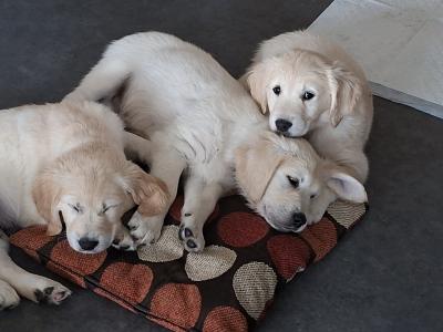 Beautiful & adorable Donegal Golden Retriever puppies