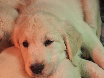 Beautiful & adorable Donegal Golden Retriever puppies
