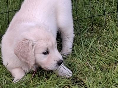 Beautiful & adorable Donegal Golden Retriever puppies
