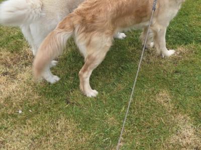Beautiful & adorable Donegal Golden Retriever puppies