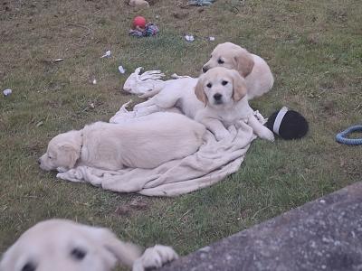 Beautiful & adorable Donegal Golden Retriever puppies