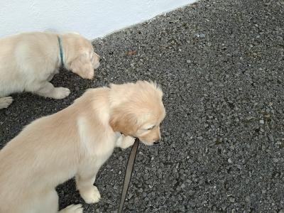 Beautiful & adorable Donegal Golden Retriever puppies
