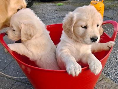 Beautiful & adorable Golden Retriever puppies in Donegal