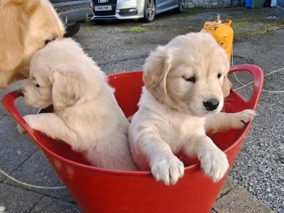 Beautiful & adorable Donegal Golden Retriever puppies
