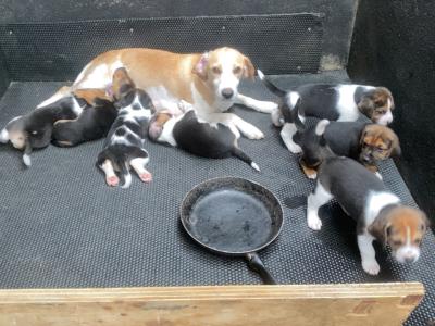 Beagle puppies in Tipperary