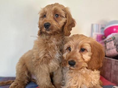 ONE MALE LEFT!! Cockapoo puppies 🐾🐶in wexford