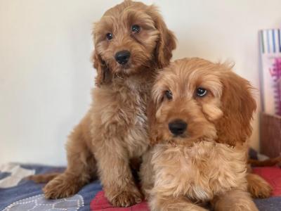 ONE MALE LEFT!! Cockapoo puppies 🐾🐶in wexford