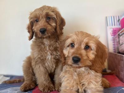Cockapoo puppies 🐾🐶in Wexford