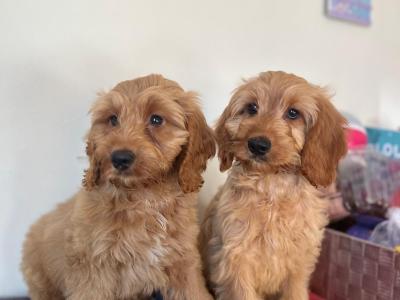 ONE MALE LEFT!! Cockapoo puppies 🐾🐶in wexford