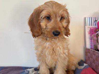 ONE MALE LEFT!! Cockapoo puppies 🐾🐶in wexford