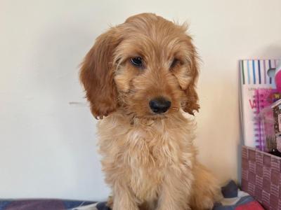 Toilet Trained Cockapoo puppies in Wexford 🐶