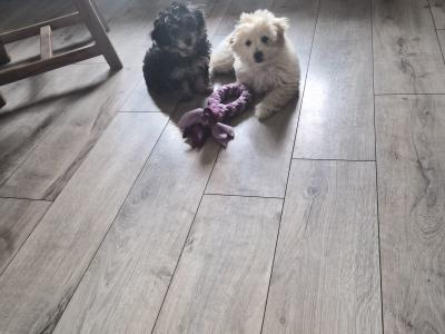 Beautiful Poochon x Pomeranian puppies in Clare are ready for their new home