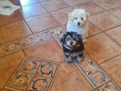 Beautiful Poochon x Pomeranian puppies Small Breed in Clare