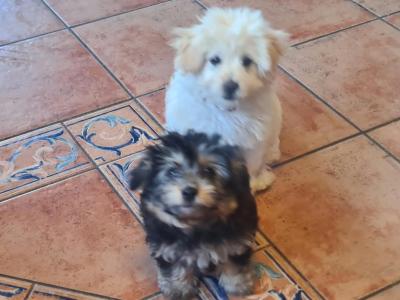 Beautiful Poochon x Pomeranian puppies Small Breed in Clare
