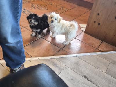 Beautiful Poochon x Pomeranian puppies Small Breed in Clare