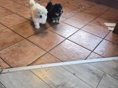Beautiful Poochon x Pomeranian puppies Small Breed in Clare