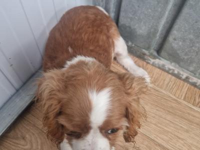 One female Cavachon pup in Wexford
