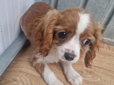 One female Cavachon pup in Wexford