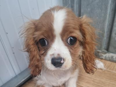 One female Cavachon pup in Wexford