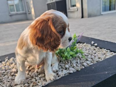 Classic Cavalier King Charles Spaniel puppies in Westmeath
