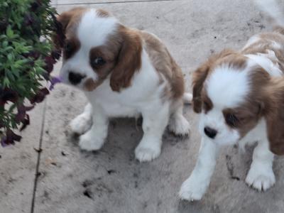 Classic Cavalier King Charles Spaniel puppies in Westmeath