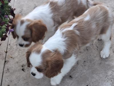 Classic Cavalier King Charles Spaniel puppies in Westmeath