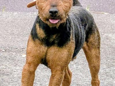 Old Working Type Lakeland Terriers