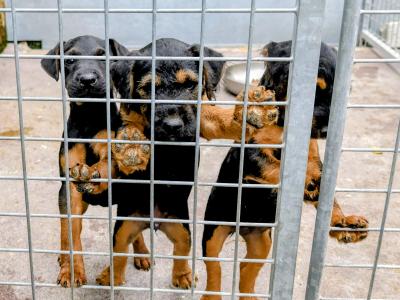 Old Working Type Lakeland Terriers