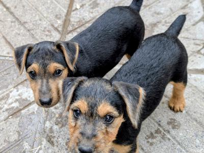 Old Working Type Lakeland Terriers