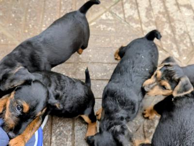 Old Working Type Lakeland Terriers