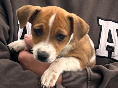 3 Miniature Jack Russell puppies for sale in Galway