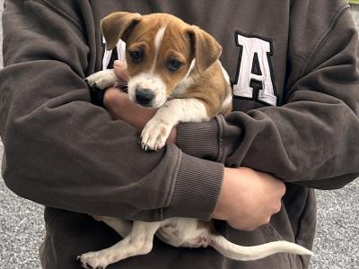 3 Mini Jack Russell puppies for sale