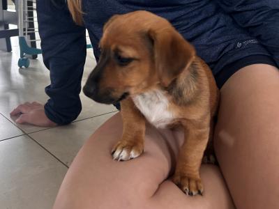 3 Mini Jack Russell puppies for sale