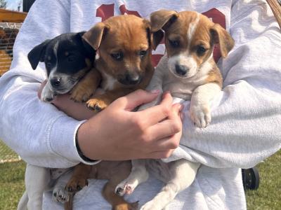 3 Mini Jack Russell puppies for sale