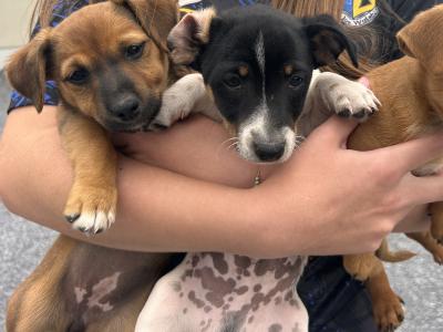 3 Mini Jack Russell puppies for sale
