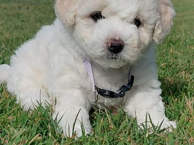 IKC Bichon frise puppies in Meath