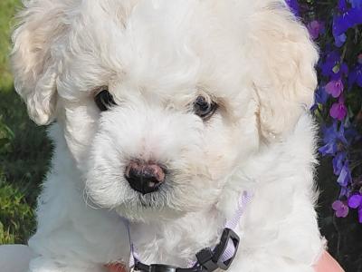 IKC Bichon frise puppies in Meath