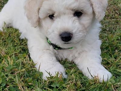 IKC Bichon frise puppies in Meath