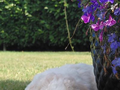 IKC Bichon frise puppies in Meath