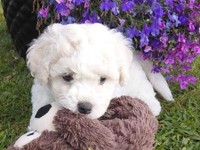 IKC Bichon frise puppies in Meath