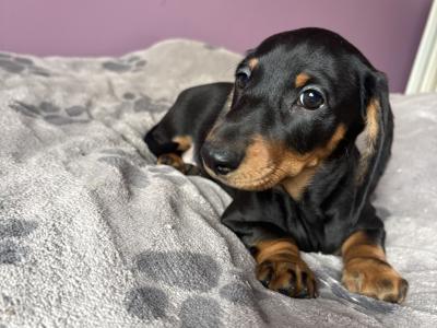 !!!Last black male standard size Dachshund puppy in Kildare!!!
